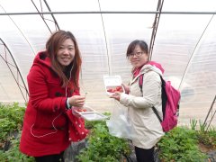 2013年3月北京踏青摘草莓活动
